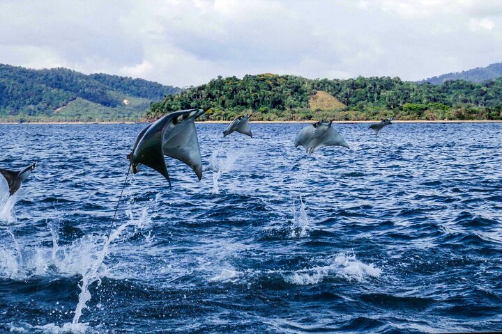 6-Day Osa Jungle Adventure Tour in Osa, Drake and Corcovado