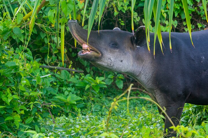 4-Days family tour with visit to Cano island and Corcovado