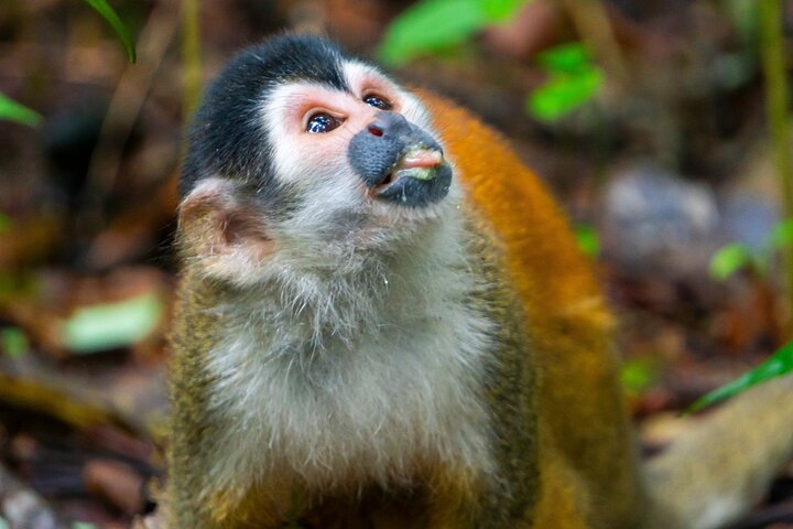 4-Days family tour with visit to Cano island and Corcovado