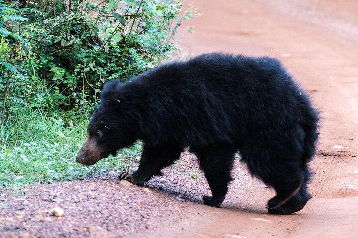 Yala National Park Private Safari