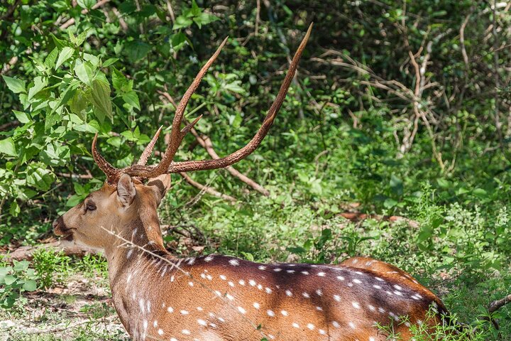Yala National Park Private Safari