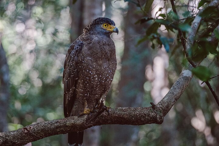 Yala National Park Private Safari