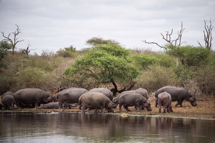 All inclusive BIG 5 Kruger 2 Day Safari from Johannesburg