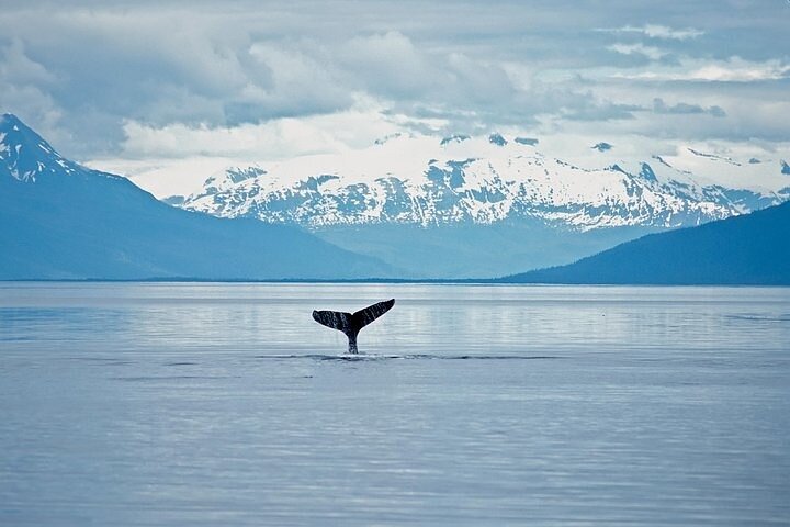 Juneau Wildlife Whale Watching & Mendenhall Glacier