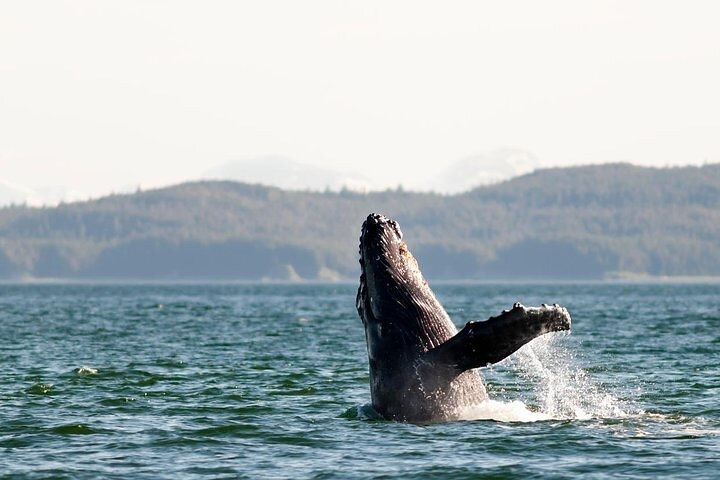 Juneau Wildlife Whale Watching & Mendenhall Glacier