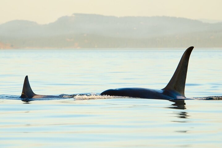Juneau Wildlife Whale Watching