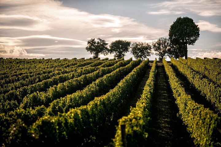 Winery Tour and Private Tasting in Montefalco