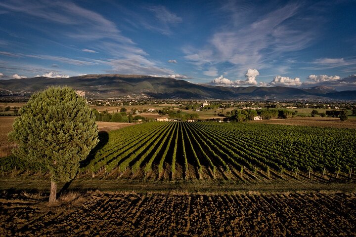 Winery Tour and Private Tasting in Montefalco