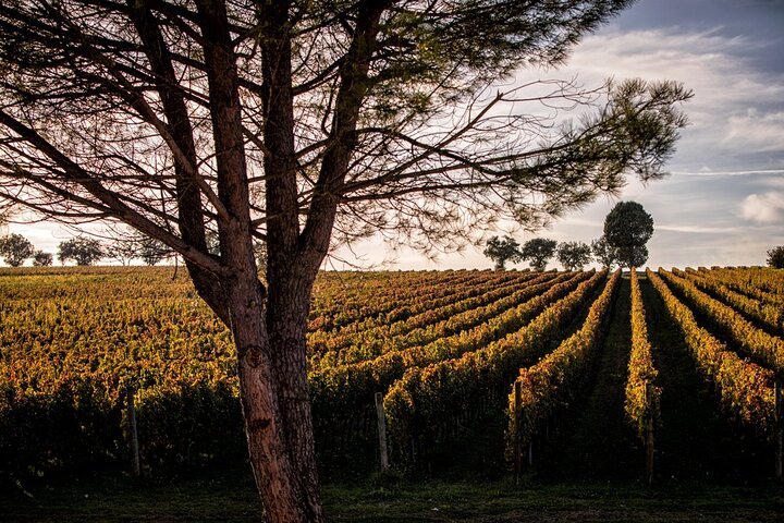 Winery Tour and Private Tasting in Montefalco