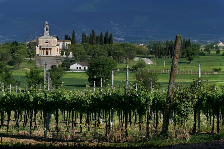 Winery Tour and Private Tasting in Montefalco