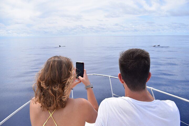 Whale and Dolphin Watching Tour in Madeira