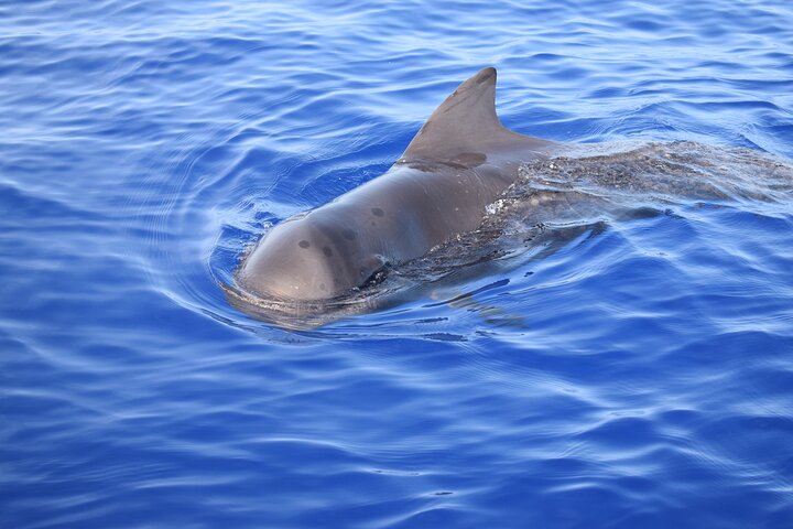 Whale and Dolphin Watching Tour in Madeira