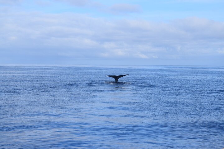 Whale and Dolphin Watching Tour in Madeira