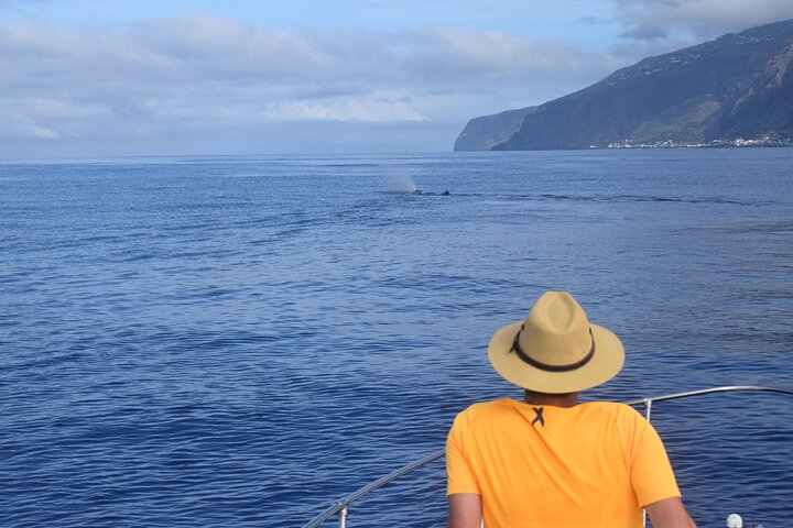 Whale and Dolphin Watching Tour in Madeira