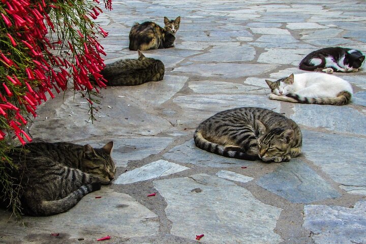 Private Full-Day Tour to Cyprus Monasteries