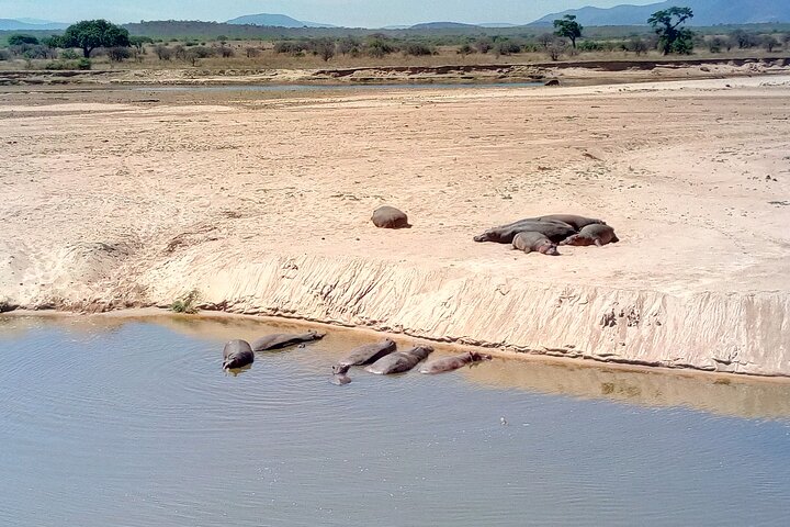 Kilimahewa safari full and real wild