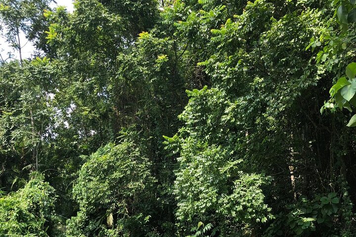 Srimangal nature tour in forest and tea garden