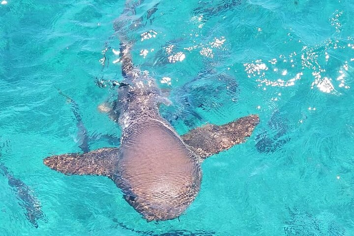 Caye Caulker Sailing with Snorkeling Hol Chan and Shark Ray Alley