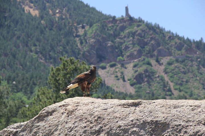 Colorado Springs Hands-On Falconry Class and Demonstration
