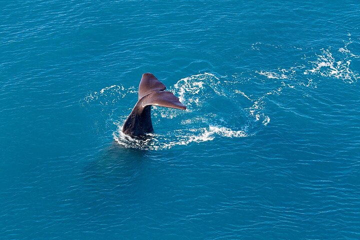 Kaikoura Helicopters Extended Whale Watch