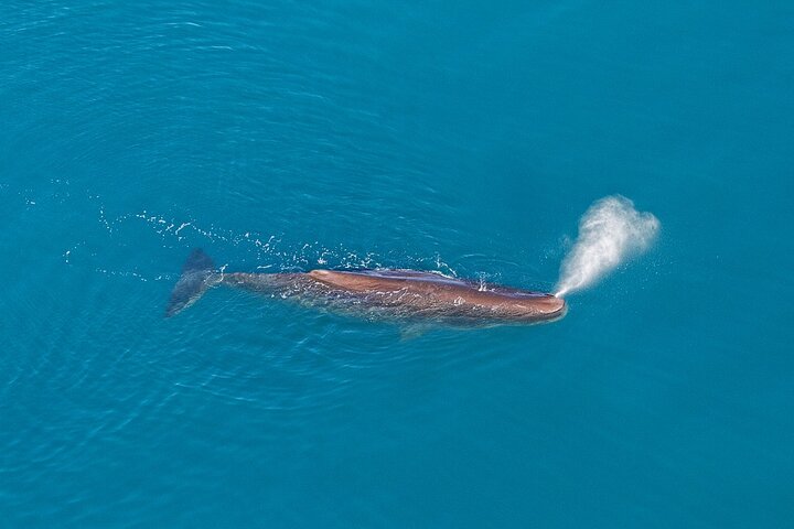 Kaikoura Helicopters Extended Whale Watch