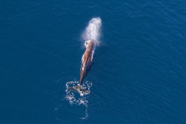Kaikoura Helicopters Extended Whale Watch