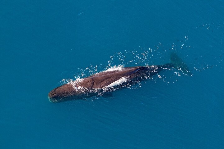 Kaikoura Helicopters Top n Tail Whale Watch flight