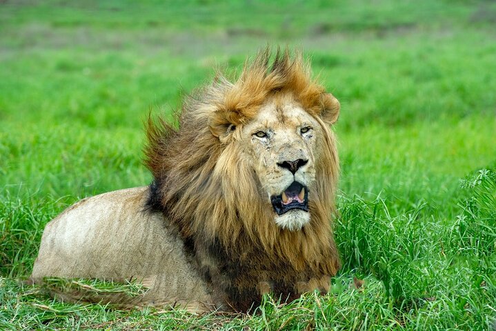 Lion & Safari Park
