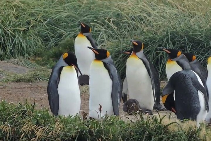 Torres del Paine & Tierra del Fuego ( king penguis)