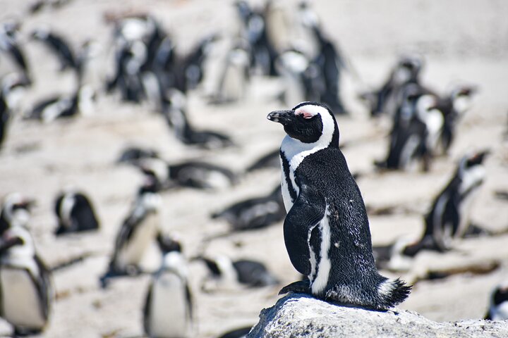 Table Mountain, Boulders Penguins and Cape point Day Tour