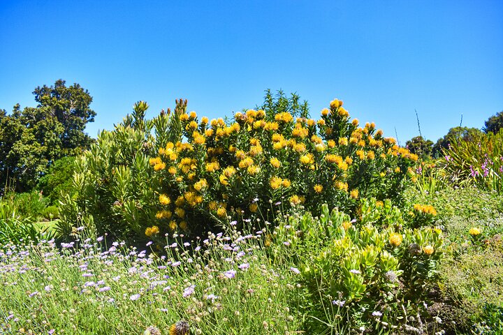 Table Mountain, Boulders Penguins and Cape point Day Tour