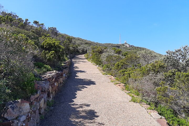 Table Mountain, Boulders Penguins and Cape point Day Tour