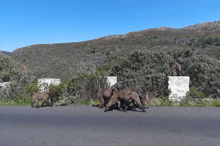 Table Mountain, Boulders Penguins and Cape point Day Tour