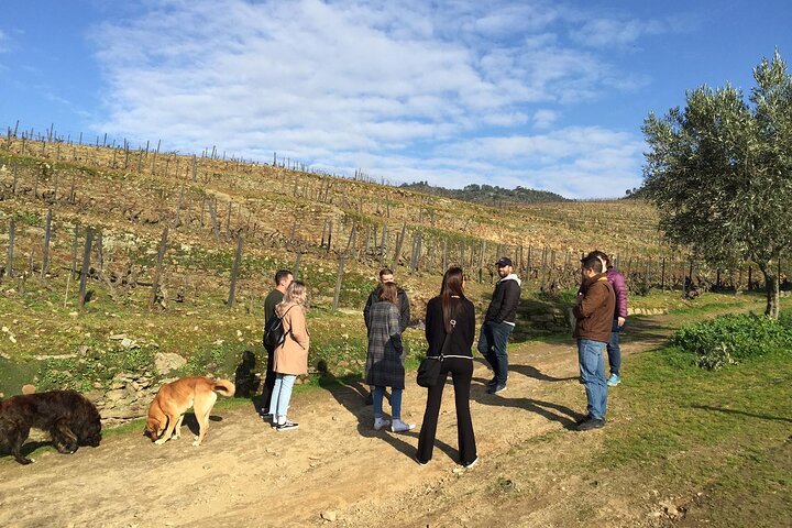 Douro Valley Premium Small-Group Tour: Wine, Lunch & Cruise