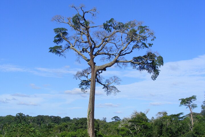 10D/ 9N Cameroon Cultural Tour
