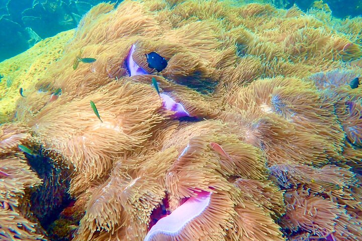 Amazing private snorkeling tour in An Thoi islands by speed boat