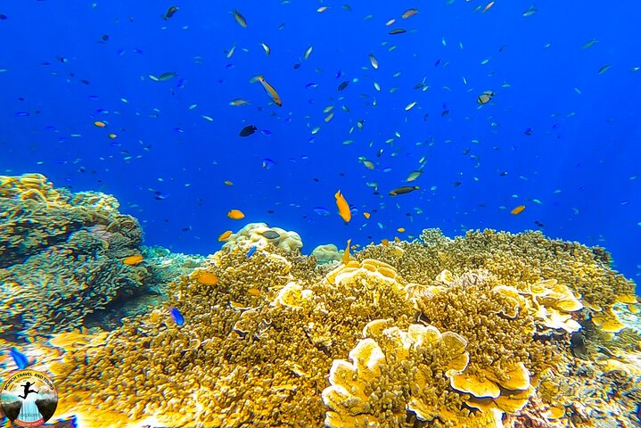 Moalboal Sardine Run & Sea Turtle Snorkeling Tour in Cebu
