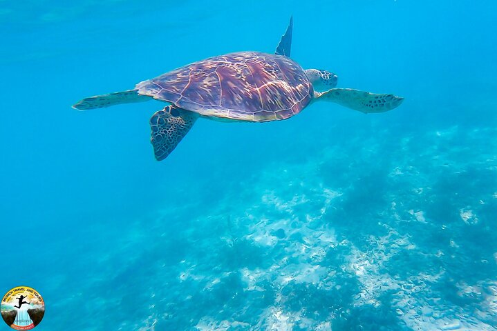 Moalboal Sardine Run & Sea Turtle Snorkeling Tour in Cebu