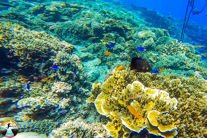 Moalboal Sardine Run & Sea Turtle Snorkeling Tour in Cebu