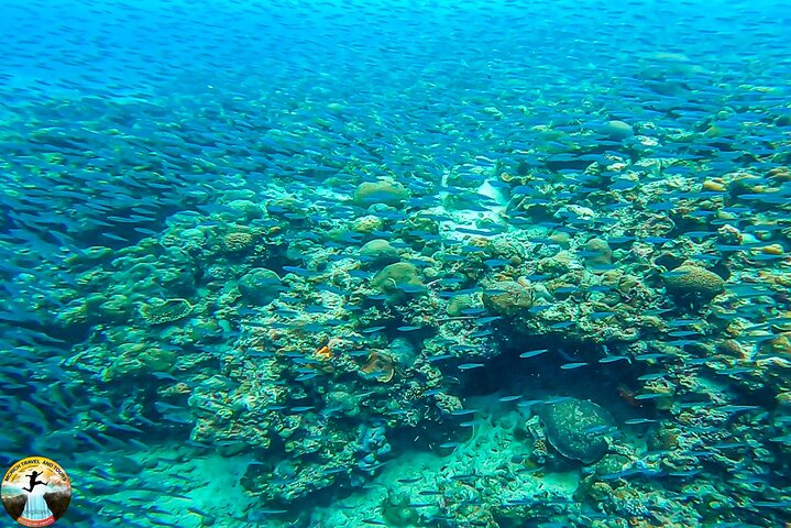Moalboal Sardine Run & Sea Turtle Snorkeling Tour in Cebu