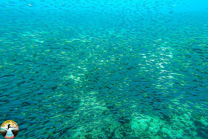 Moalboal Sardine Run & Sea Turtle Snorkeling Tour in Cebu