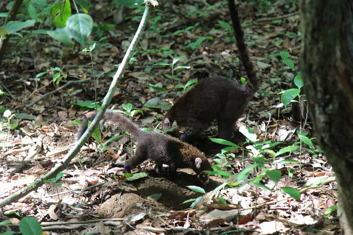 Pacheco Tours - Corcovado National Park Sirena from Drake Bay