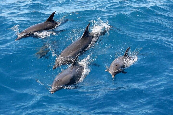 PRIVATE! | 4-hour Speed Boat Trip | Swim With Dolphins, Snorkeling & Island