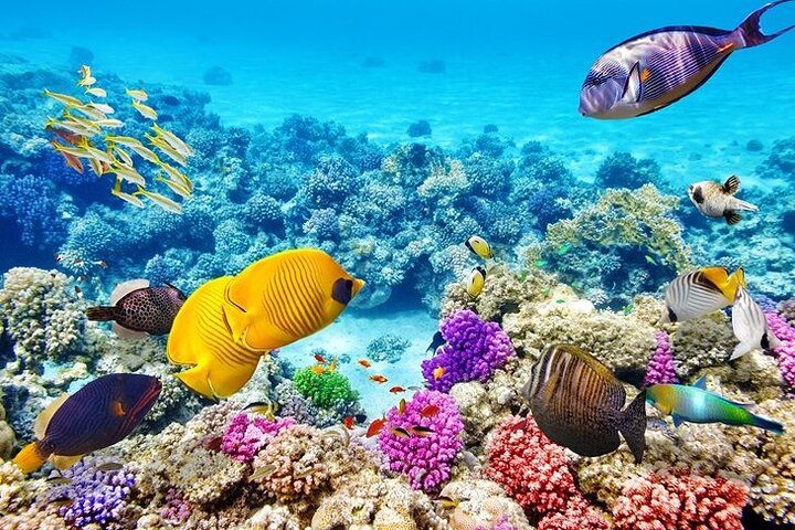 PRIVATE! | 4-hour Speed Boat Trip | Swim With Dolphins, Snorkeling & Island