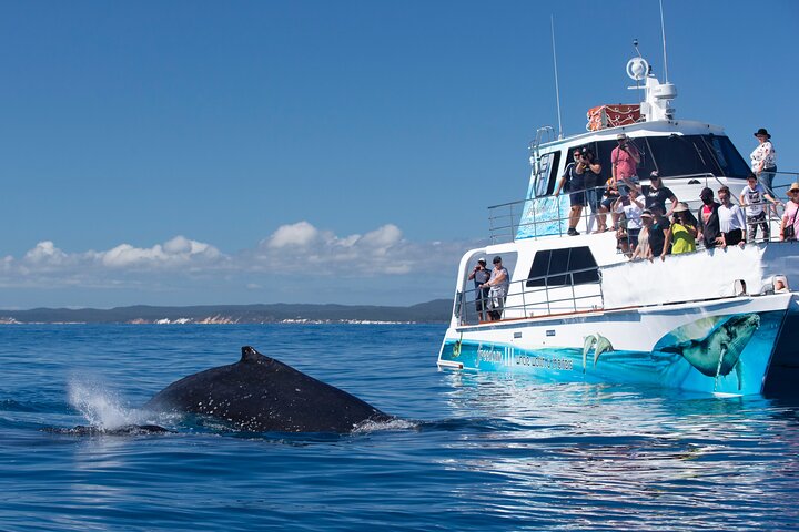 Freedom Whale Watch Cruise - Hervey Bay