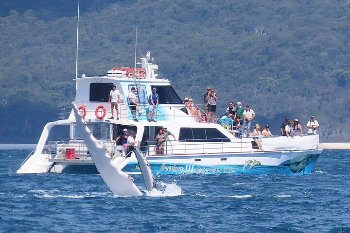 Freedom Whale Watch Cruise - Hervey Bay