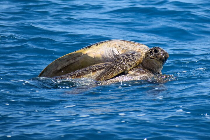 Freedom Whale Watch Cruise - Hervey Bay