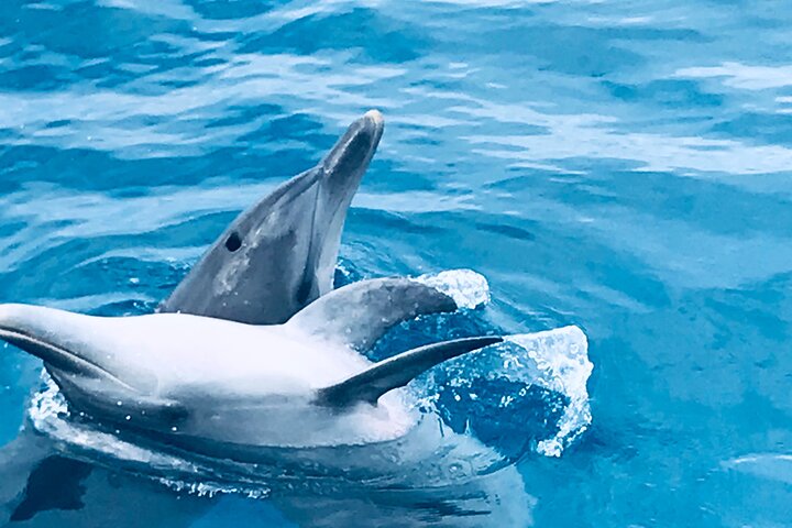Freedom Whale Watch Cruise - Hervey Bay