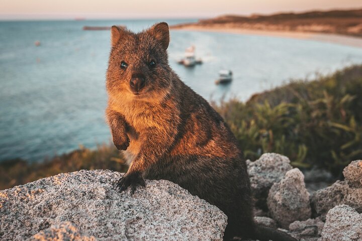 Rottnest Island Roundtrip Fast Ferry from Hillarys Boat Harbour