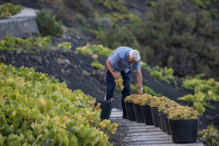 Visit Bodegas Teneguía winery in La Palma with wine Tasting